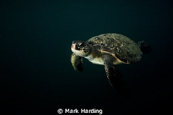 Green Turtle in Low Light. by Mark Harding 